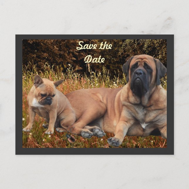 Carte Postale Bouledogue français et Mastiff amis (Devant)