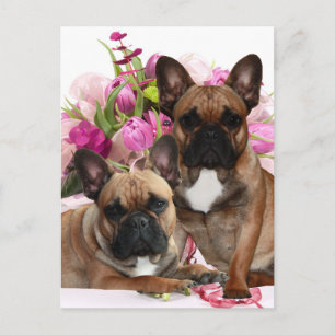 Carte Postale Bouledogue français fleurs célébration Bouledogue 