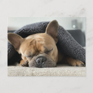 Carte Postale bouledogue français sous la couverture