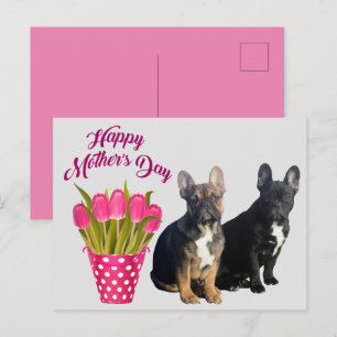Carte Postale Bouledogue français Tulipes French Bulldog