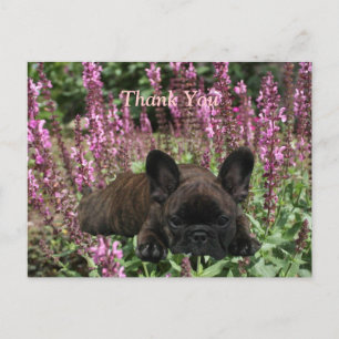 Carte postale Bouledogues français Merci