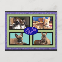 Bouledogues Français Mon Amour Bouledogue Français