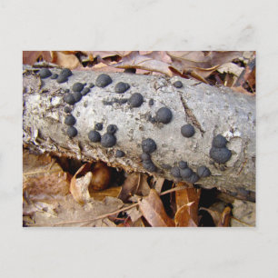 Carte Postale Boules de carbone (Daldinia concentrica) Champigno