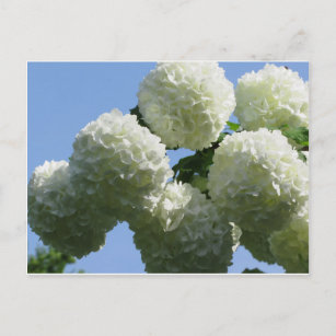 Carte Postale Boules d'hydrangée blanche fleurs contre le ciel