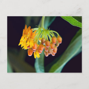 Carte Postale Boules et fleurs de mouches à papillon