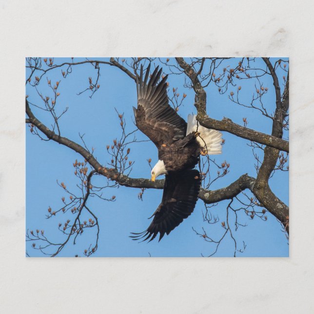 Carte Postale Boulet d'aigle à tête blanche (Devant)