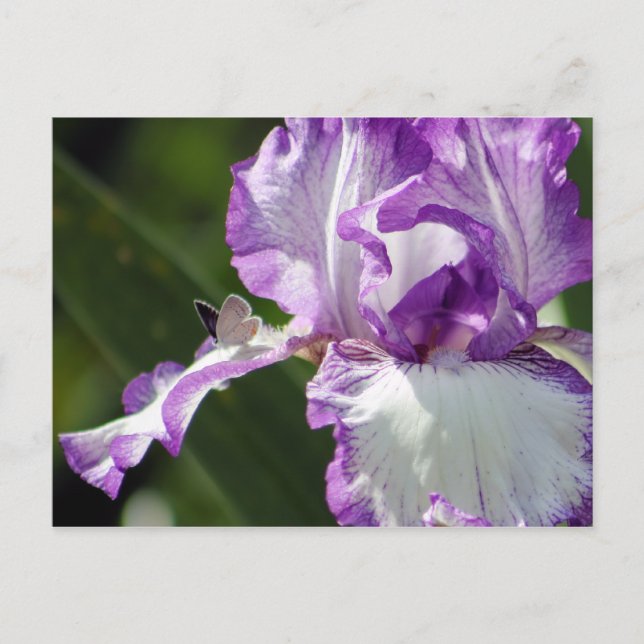 Carte Postale Bountiful Butterfly Iris Photographie (Devant)