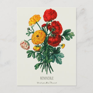 Carte Postale Bouquet antique, Fleurs Ranunculus rouges et jaune