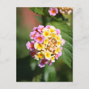 Carte Postale Bouquet Coloré