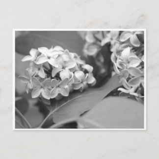 Carte Postale bouquet cool de lilas