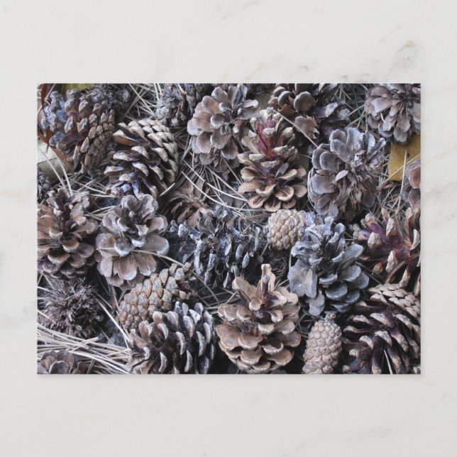 Carte Postale Bouquet de cônes de pin (Devant)