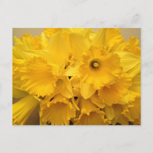 Carte Postale Bouquet de jonquilles