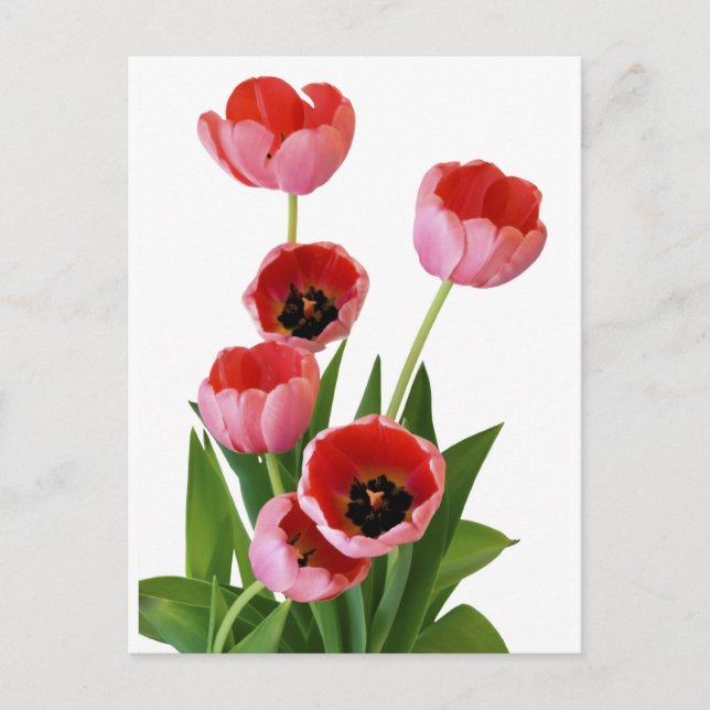 Carte Postale Bouquet de tulipe rose de printemps (Devant)
