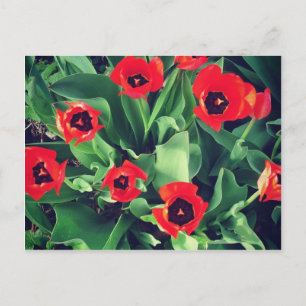 Carte Postale Bouquet de tulipes dans le jardin