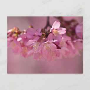 Carte Postale Bouquet délicat de fleurs de cerisier Sakura rose