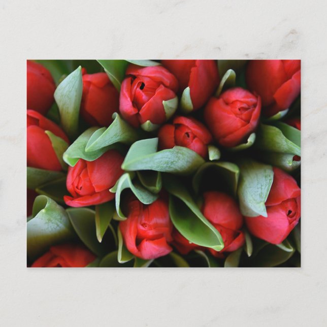 Carte Postale Bouquet des Tulipes rouges (Devant)