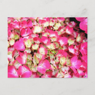 Carte Postale Bouquet Hydrangea rose