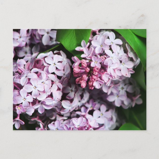 Carte Postale bouquet lilac (Devant)