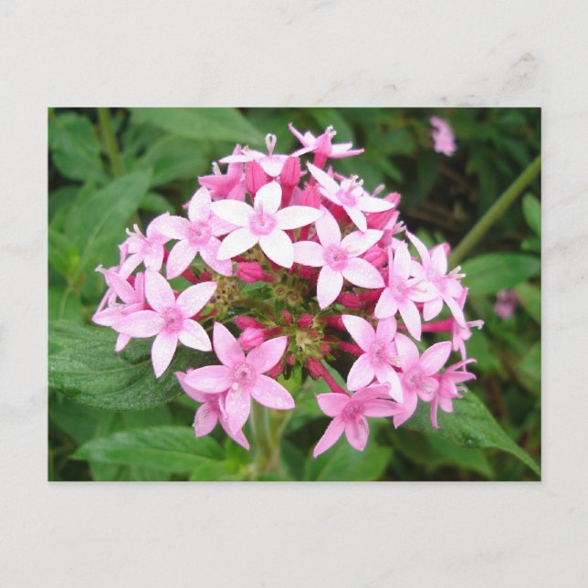 Carte Postale Bouquet rose (Devant)