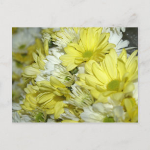 Carte Postale Bouquets de pâquerettes
