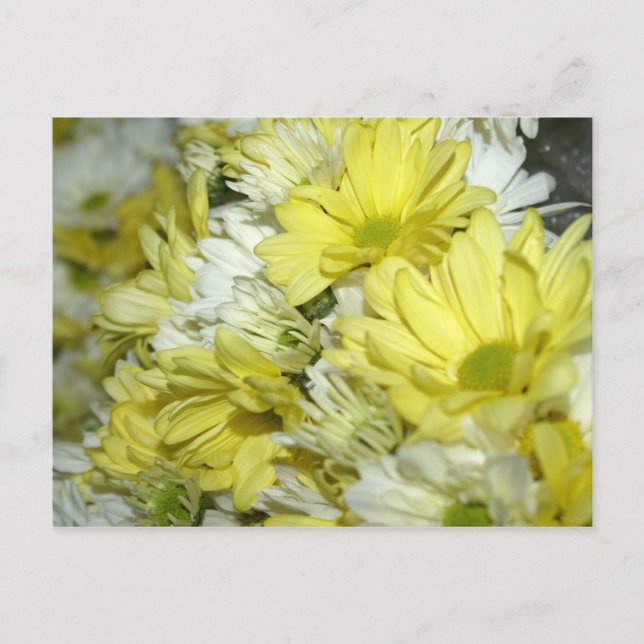 Carte Postale Bouquets de pâquerettes (Devant)