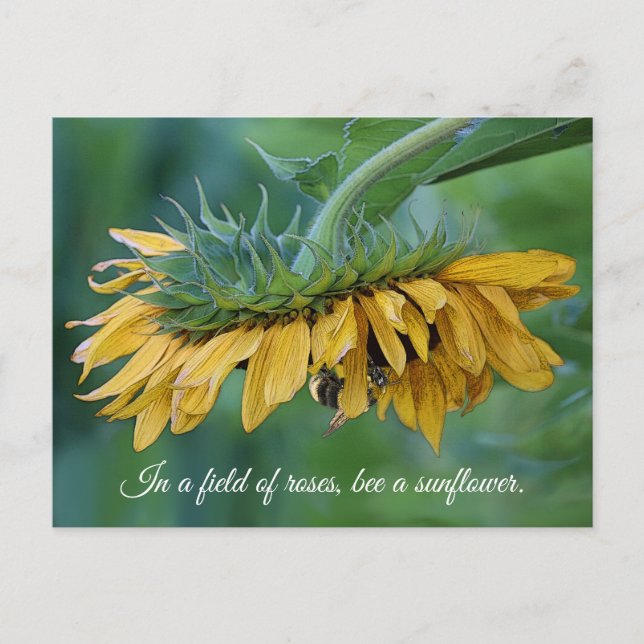 Carte postale - Bourdon sur tournesol (Devant)