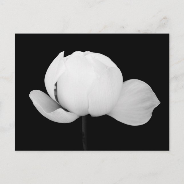 Carte Postale Bourgeon de lotus  (Devant)