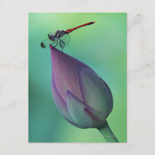 Carte Postale Bourgeon de lotus et libellule