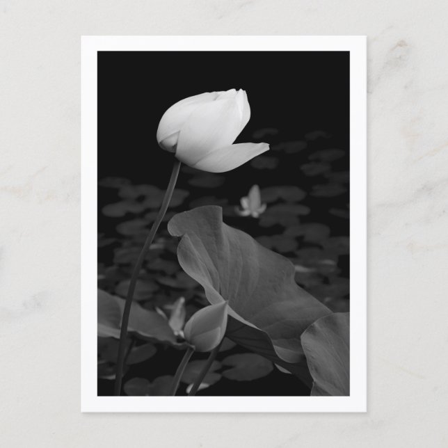 Carte Postale Bourgeon de nénuphar Lotus (Devant)