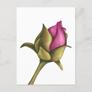 Carte Postale bourgeon de pivoine