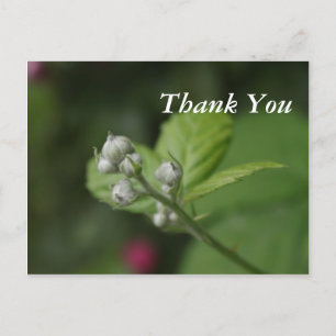 Carte Postale bourgeons de fleurs de framboisier sauvage d'été