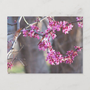 Carte Postale bourgeons rouges