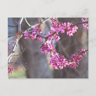 Carte Postale bourgeons rouges