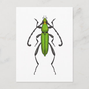 Carte Postale Bousier vert