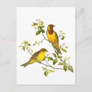 Carte Postale Boutage à tête rouge