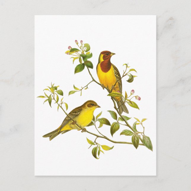 Carte Postale Boutage à tête rouge (Devant)