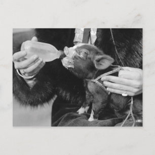 Carte Postale Bouteille Alimenter le petit animal