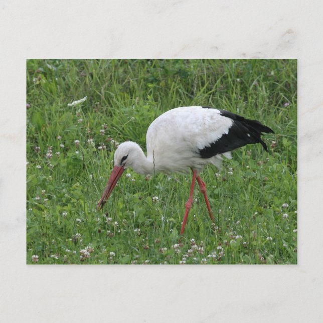 Carte Postale Boutique 3 (Devant)
