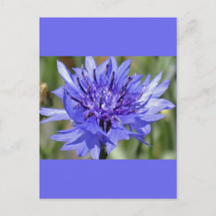 Carte Postale Bouton bleu Bachelor Flower
