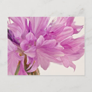 Carte Postale Bouton de mise à jour