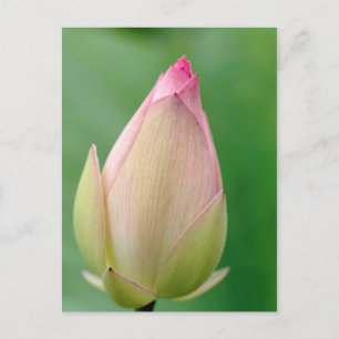 Carte Postale Bouton de nénuphar non ouvert, Jardin botanique de