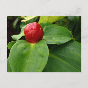 Carte Postale Bouton Rouge - Martinique, FWI