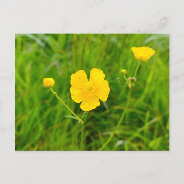 Carte Postale Boutons d'or  (Devant)