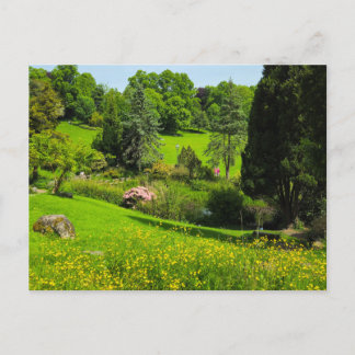 Carte Postale Boutons d'or