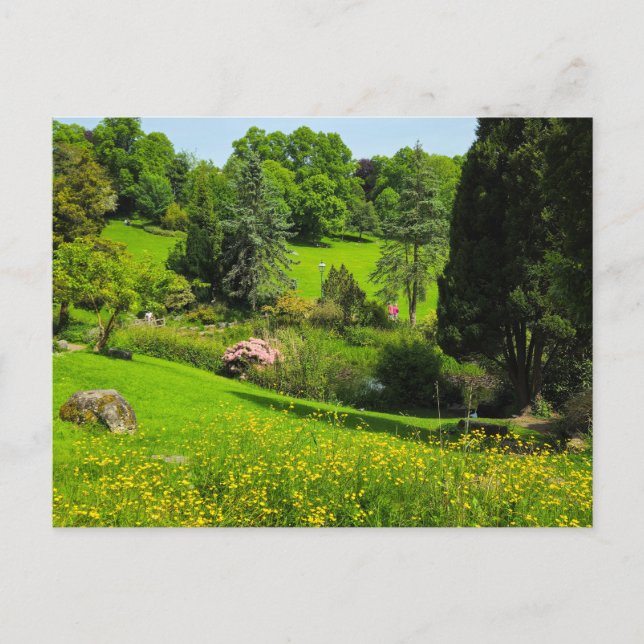 Carte Postale Boutons d'or  (Devant)