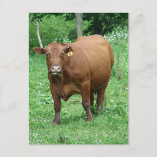 Carte Postale Bovin Rouge