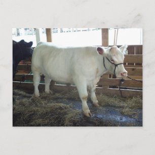 Carte Postale Bovine blanche
