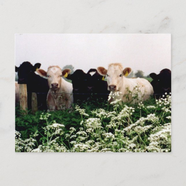 Carte Postale Bovins, Vaches en Wiltshire, Angleterre (Devant)
