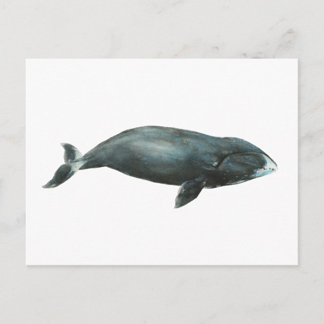 Carte Postale Bowhead Whale Watercolor illustration (Devant)