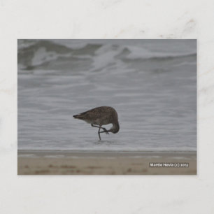 Carte Postale Bows Sandpiper